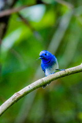 The Black-naped Monarch on a branch in nature