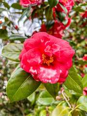 Pacific rhododendron
