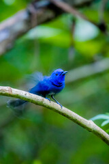 The Black-naped Monarch on a branch in nature