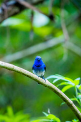 The Black-naped Monarch on a branch in nature