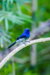 The Black-naped Monarch on a branch in nature