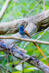 The Asian Paradise – flycatcher on a branch