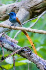 The Asian Paradise – flycatcher on a branch