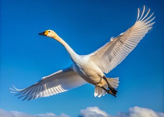 Obraz premium Whooper Swan Silhouette Flight - Blue Sky AI Art