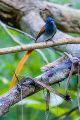 The Asian Paradise – flycatcher on a branch