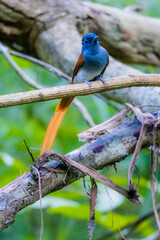 The Asian Paradise – flycatcher on a branch