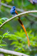 The Asian Paradise – flycatcher on a branch