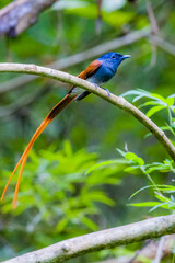The Asian Paradise – flycatcher on a branch