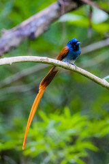 The Asian Paradise – flycatcher on a branch