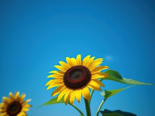 Fototapeta premium Bright yellow sunflower with dark center against a clear blue sky, flower, sunny day