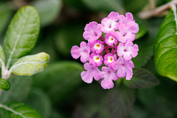 背の低い街路樹に紫色の小さな花が咲いていた