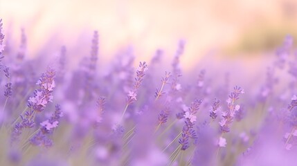Fototapeta premium Soft Lavender Blossoms In A Summer Field