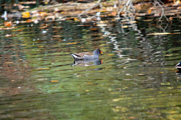 Teichhuhn im natürlichen Lebensraum