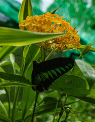 Big black butterfly on a flower