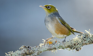 Silvereye or wax eye perched on branch isolated against out of focus background