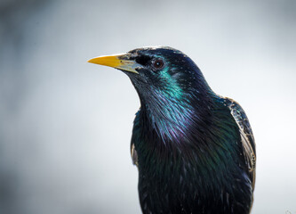 closeup of  a starling in its winter colors