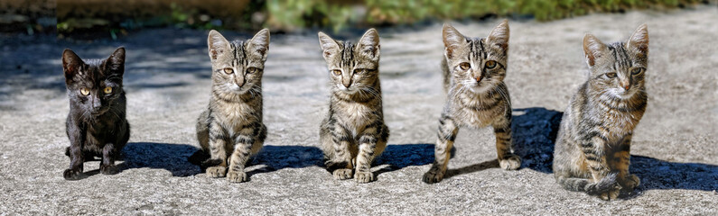 cute tiger and one black kittens in line end looking camera and standing outdoors