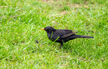 Bird blackbird in nature in spring