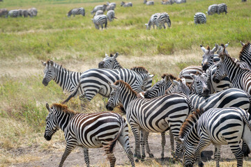 Simiyu is an administrative region of Tanzania. It was created in March 2012, being until then part of the Shinyanga Region. Its capital is the city of Bariadi.