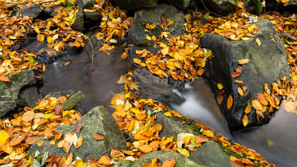 An autumn forest with a small stream flowing through it.