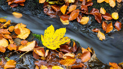 An autumn forest with a small stream flowing through it.