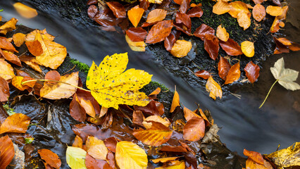 An autumn forest with a small stream flowing through it.