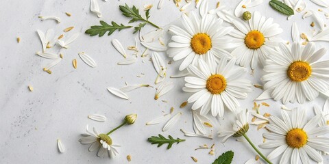 Dried daisy petals arranged artfully on a simple white surface with subtle texture, flower arrangement, botanical illustration, daisies