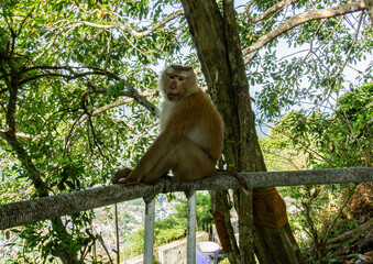 One macaque sitting on a fence in rainforest in Phuket, Thailand
