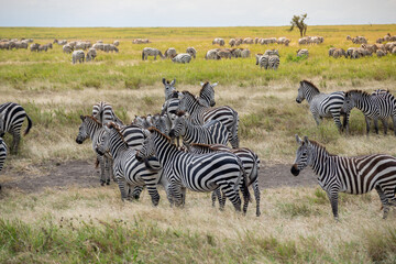 Simiyu is an administrative region of Tanzania. It was created in March 2012, being until then part of the Shinyanga Region. Its capital is the city of Bariadi.