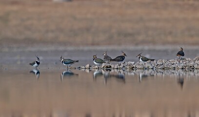 Northern Lapwing (Vanellus vanellus) is a migratory wetland bird distributed in Asia, Europe and Africa.