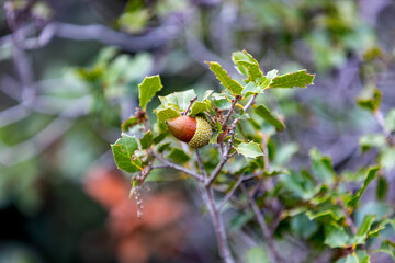 Bellota de Roble de Encino