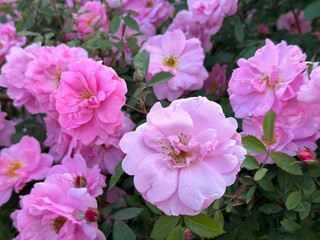 Delicate pink roses flowers bush