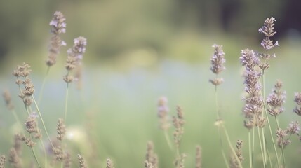Obraz premium Lavender Flowers Bloom in Soft Green Field