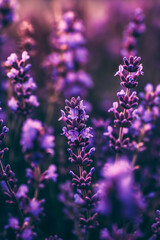 Fototapeta premium Lavender blossoms in a serene field at sunset