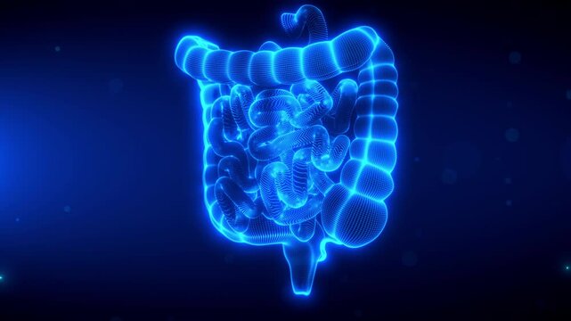 3D rotating visualization of Human Large and Small Intestine with digital scanning effect, emphasizing the digestive system's anatomy and health, set against blue futuristic, lasts 20s seamless loop.