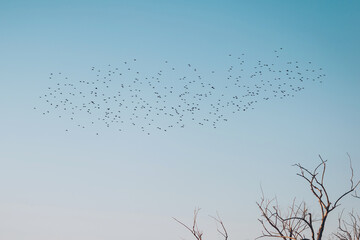 Many birds fly high in the blue sky , spreading their wings wide, searching for food. A lot of birds flying, blue autumn sky