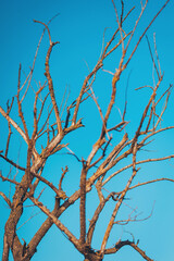 Tree Branches with Bright Blue Sky Background. Dry season tree without leaves. Beautiful branch of tree in Autumn background.