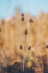 Dry thistle in field - meadow. Dried cone flower in field. The herbaceous biennial wild teasel plant 