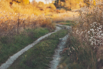 path in the weeds and magic of light at twilight in the autumn. rural countryside. Golden spiked reeds sway in the wind with a blurred, nature-filled background. 