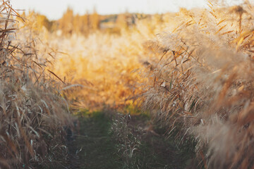 path in the weeds and magic of light at twilight in the autumn. rural countryside. Golden spiked...