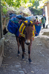 Donkey in the mountains