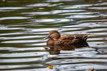 Weibliche Stockente auf spiegelnder Wasseroberfläche