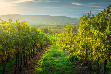Fototapeta premium Landscape of the Morellino di Scansano wine vineyards at sunset. Tuscany region, Italy