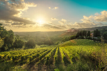 Naklejka premium Maremma landscape. Vineyards at sunset and Casale Marittimo in the background. Tuscany, Italy