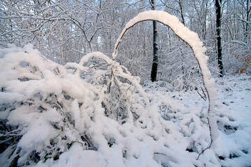 verschneiter Wald im Bergischen Land (Marscheider Wald, Langerfeld-Beyenburg, Wuppertal)