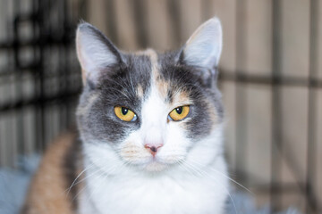 A calico cat is laying on a colorful blanket, gazing at the camera