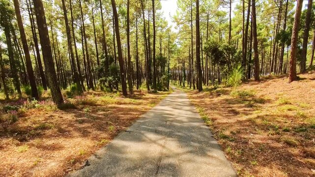 Fahrradweg durch sonnigen Kiefernwald an der Atlantikk&uuml;ste in Frankreich, Sport, Stra&szlig;e, Ziel, Sommer, Urlaub, Radtour, Fitness, Landschaft 
