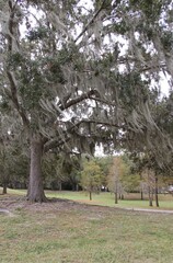 Spanish moss Tillandsia usneoides hanging from tree branch in Orlando Florida