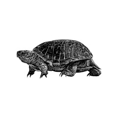 Ornate Box Turtle hand drawing vector isolated on background.