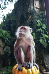 Portrait of a macaque in Batu Caves in Malaysia